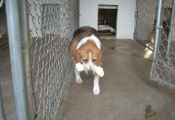 Dog in Kennel Dog in Kennel