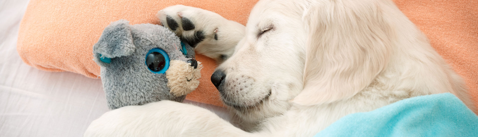 Labrador Retriever Puppy