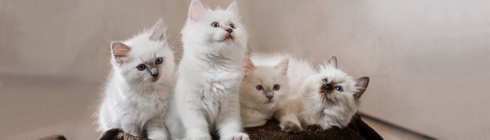 Little Kittens Little Kittens