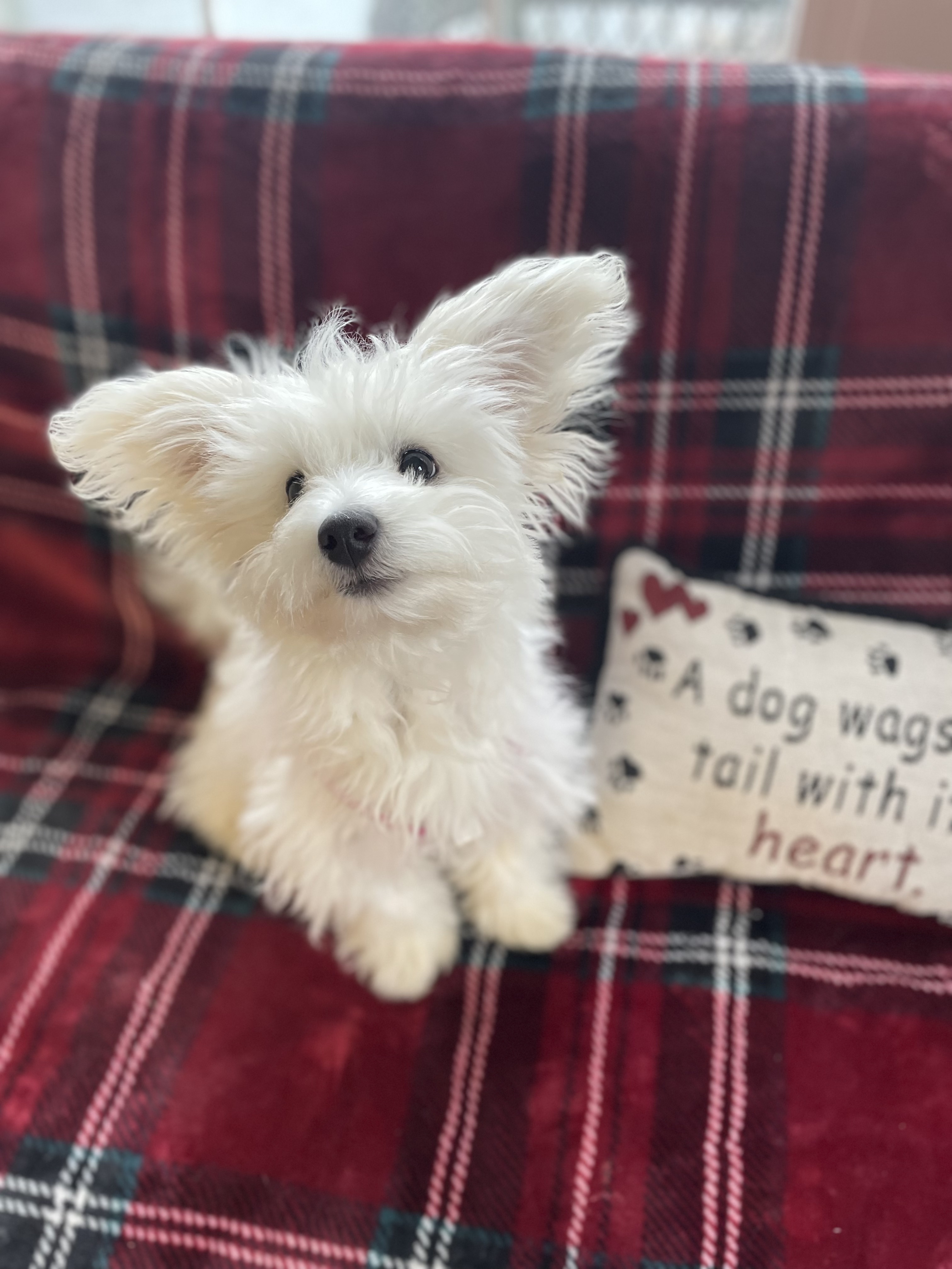 Boarding kennel, dogs, cats, pet sitting. Mechanicsburg, Pennsylvania